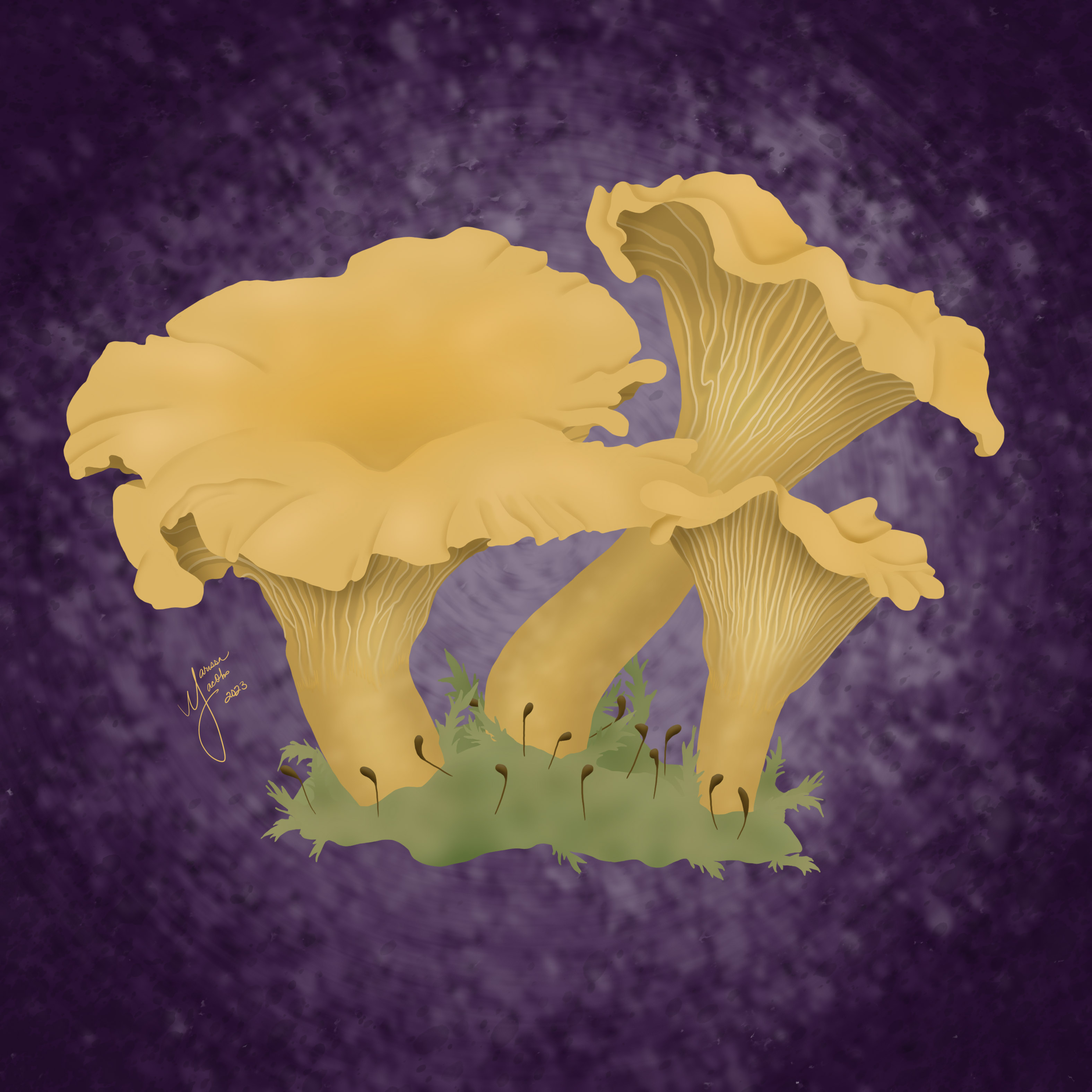 Fall Fungi Madness - The Art of Ecology